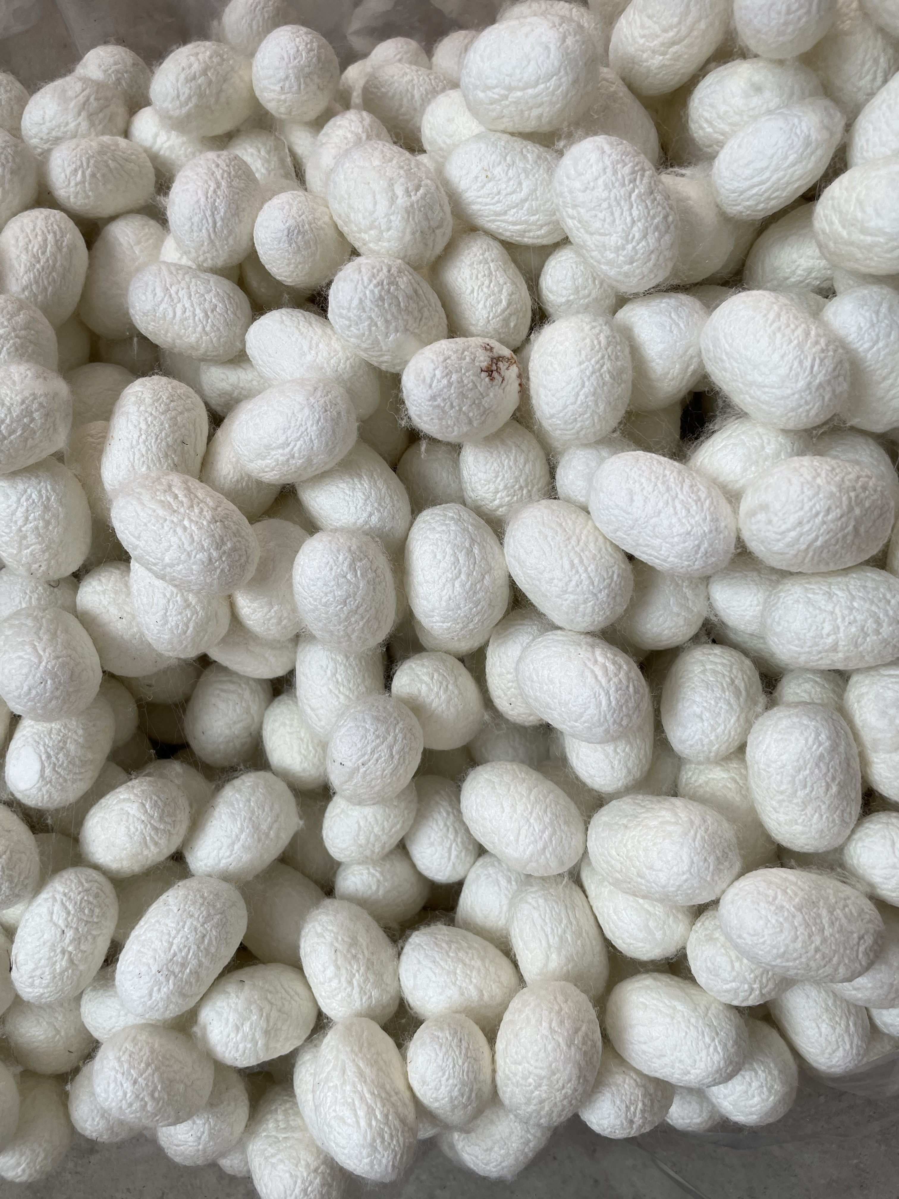 Domesticated silkworm cocoons