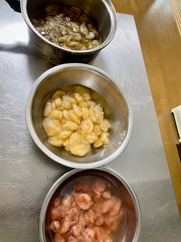 八王子染織ワークショップ植物染め