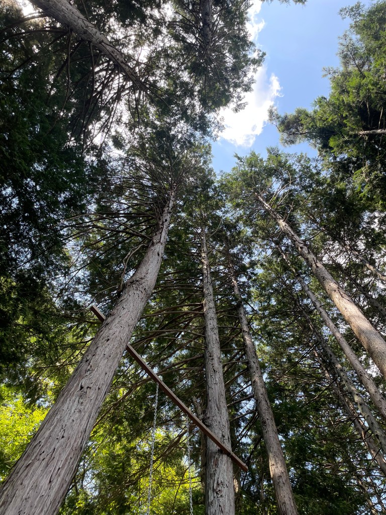 Composting cycle of spent dye plants and pupae