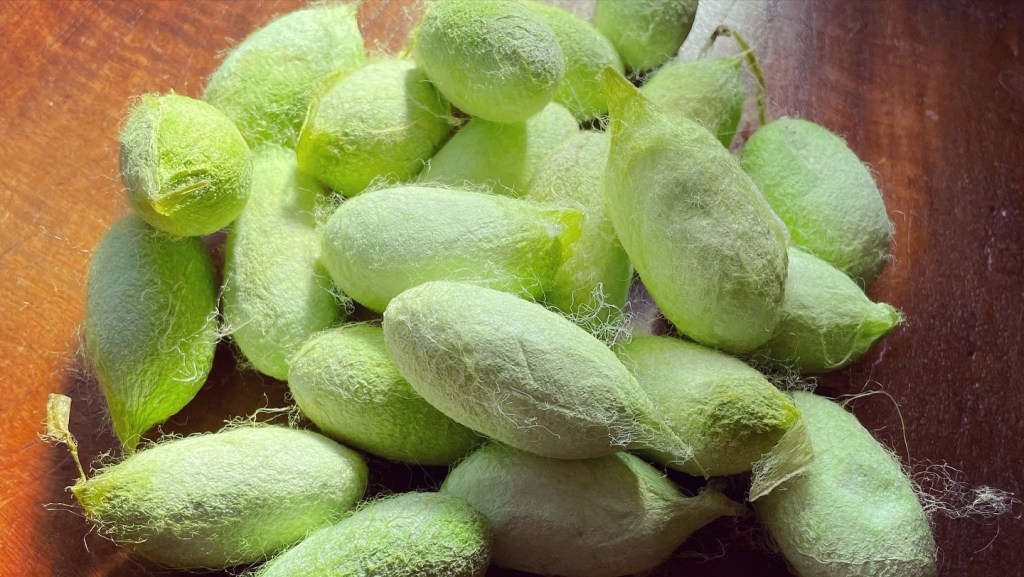 A quiet spring scene of tensan silkworms in the mountains
